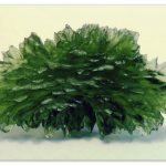 Чешский камень Влтавин (Молдавит) — свойства, происхождение, украшения из влтавина, можно ли купить влтавин в Праге?