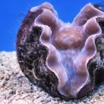 Двустворчатые морские моллюски