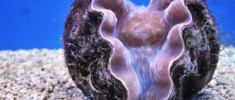 Bivalves