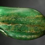 jadeite stone
