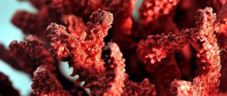 Coral