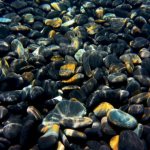 Description of black corals