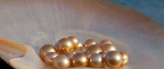 Раковина с жемчугом