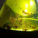 properties of green amber