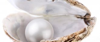 Жемчужина в раковине